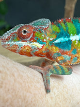 Load image into Gallery viewer, Ambilobe male: WC Hawkeye x Nugget (J1)