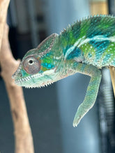 Load image into Gallery viewer, AMBILOBE Panther Chameleon: Frank x Sandy (C5)