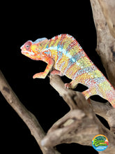Load image into Gallery viewer, Ambilobe male: Dax x Whiskey Girl (C8)