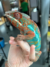 Load image into Gallery viewer, Ambilobe male: JIMMY WALKER