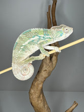 Load image into Gallery viewer, AMBILOBE Panther Chameleon male: (E25)