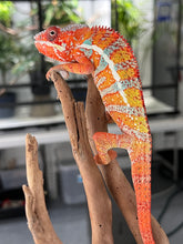 Load image into Gallery viewer, AMBILOBE male: Dax x “Whiskey Girl” (J9)
