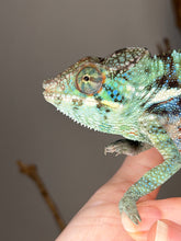 Load image into Gallery viewer, 💙 Ambanja Panther Chameleon – Young Male with Emerging Blue Tones | (E8)