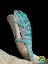 Load image into Gallery viewer, AMBANJA/NOSY FALY male (E16)