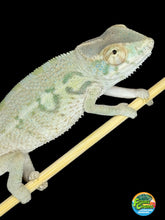 Load image into Gallery viewer, NOSY BE FEMALE Panther Chameleon: Neptune x Marina 🚺 (S2)