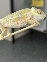 Load image into Gallery viewer, AMBILOBE male: Sam x Amie (Q7)