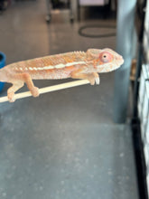 Load image into Gallery viewer, Ambilobe Panther Chameleon: Magnus x Skittles (R15)