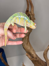 Load image into Gallery viewer, AMBILOBE Panther Chameleon male:(J2)