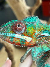 Load image into Gallery viewer, AMBILOBE male: Riot/JJ/Bolt (J5)