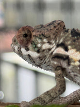 Load image into Gallery viewer, SAMBAVA Panther Chameleon: Marley x Mabel (R7)