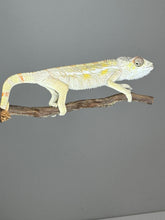 Load image into Gallery viewer, SAMBAVA Panther Chameleon: (E17)
