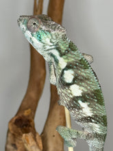 Load image into Gallery viewer, Sambava Male: Marley x Mabel (E11)