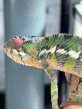 Load image into Gallery viewer, AMBILOBE male: Sam x Amie (R19)