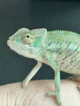 Load image into Gallery viewer, ANKILOBE Panther Chameleon: Ankify x Ambilobe (R8)
