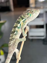 Load image into Gallery viewer, Ambilobe male: Flash x Rocky (R7)