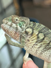 Load image into Gallery viewer, AMBILOBE male: Starburst x Margaret (R2)