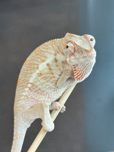 Load image into Gallery viewer, AMBANJA FEMALE Panther Chameleon: Dubois x Ellie (S2)