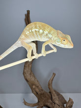 Load image into Gallery viewer, NOSY BE FEMALE Panther Chameleon: šŗ (S12)