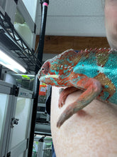 Load image into Gallery viewer, Ambilobe male: JIMMY WALKER