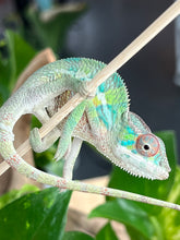 Load image into Gallery viewer, Ambilobe male: Flash x Rocky (R6)