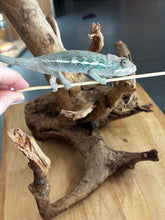 Load image into Gallery viewer, AMBILOBE Panther Chameleon: Frank x Sandy (E11)