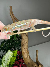 Load image into Gallery viewer, Ambilobe Male (R9)
