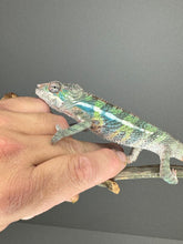 Load image into Gallery viewer, AMBILOBE Panther Chameleon: (E22)