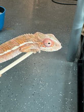 Load image into Gallery viewer, Ambilobe Panther Chameleon: Magnus x Skittles (R15)