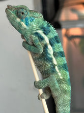 Load image into Gallery viewer, AMBANJA/NOSY FALY male (R8)