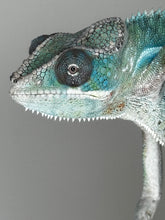 Load image into Gallery viewer, AMBILOBE Male Panther Chameleon: (E35)