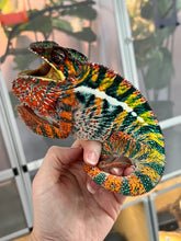 Load image into Gallery viewer, AMBILOBE Panther Chameleon: WC Hawkeye x Nugget (F4)