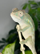 Load image into Gallery viewer, AMBILOBE male panther chameleon: Flash x Opal (R1)