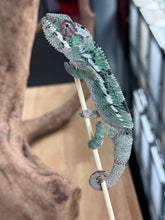 Load image into Gallery viewer, AMBILOBE Panther Chameleon: Starburst x Margaret (R10)
