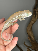 Load image into Gallery viewer, AMBANJA FEMALE Panther Chameleon: Dubois x Ellie (S3)