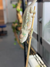 Load image into Gallery viewer, AMBILOBE Panther Chameleon: Sam x Georgia (R6)