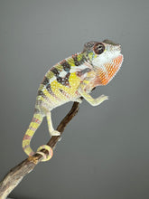 Load image into Gallery viewer, SAMBAVA Panther Chameleon: (E11)