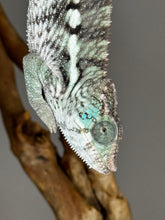 Load image into Gallery viewer, AMBANJA X ANKIFY Panther Chameleon:(F1)