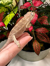 Load image into Gallery viewer, AMBILOBE male panther chameleon: Flash x Opal (R5)