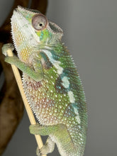 Load image into Gallery viewer, SAMBAVA Panther Chameleon male: (E10)