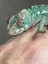 Load image into Gallery viewer, AMBILOBE male: Starburst x Margaret (R13)