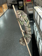 Load image into Gallery viewer, AMBILOBE Panther Chameleon: Magnus x Emma (R5)