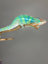 Load image into Gallery viewer, Ambilobe Panther Chameleon – Male | Flash Jr. × Aslan Clutchmate Holdback | E3