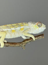 Load image into Gallery viewer, SAMBAVA Panther Chameleon: (E17)