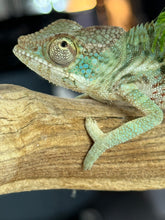 Load image into Gallery viewer, AMBANJA Panther Chameleon: Dubois x Ellie (E7)