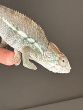 Load image into Gallery viewer, AMBILOBE male panther chameleon: Flash x Opal (J9)