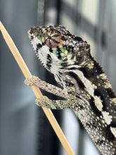 Load image into Gallery viewer, SAMBAVA Panther Chameleon: Marley x Mabel (Q14)