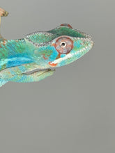 Load image into Gallery viewer, AMBILOBE Male Panther Chameleon: (E30)