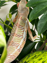 Load image into Gallery viewer, Ambilobe Male (R10)