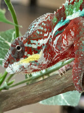 Load image into Gallery viewer, AMBILOBE Male Panther Chameleon: (E12)