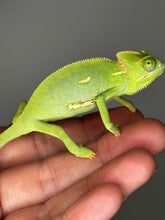 Load image into Gallery viewer, MALE Veiled Chameleons